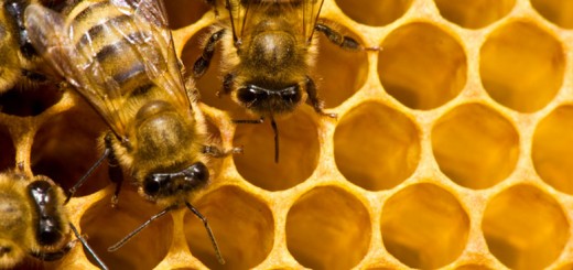 nozioni-apicoltura