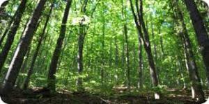 foreste